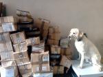 Pies, biszkoptowy labrador, siedzi przed ustawionymi przesyłkami pocztowymi. 