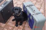 Pies stojący pomiędzy walizkami.