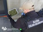 Funkcjonariusz Służby Celno-Skarbowej trzyma pojemnik z narkotykami